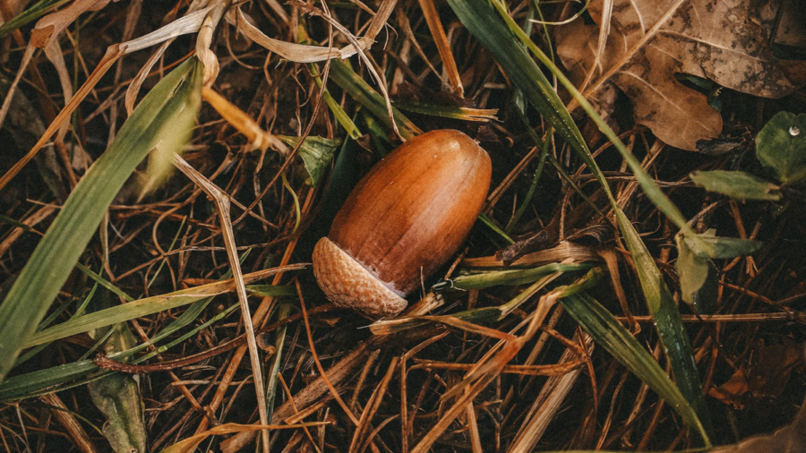 frabato-magus-Dops-unsplash
